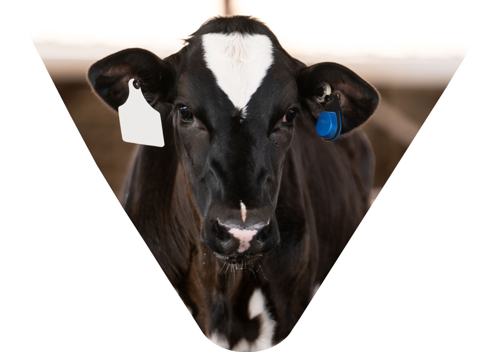 A black and white calf with SenseHub Dairy ear tag