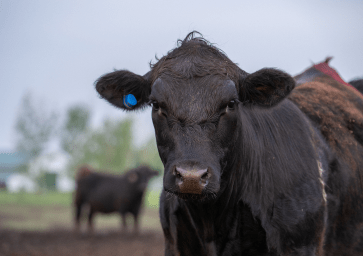 Close-up of a black cow with an ear tag.