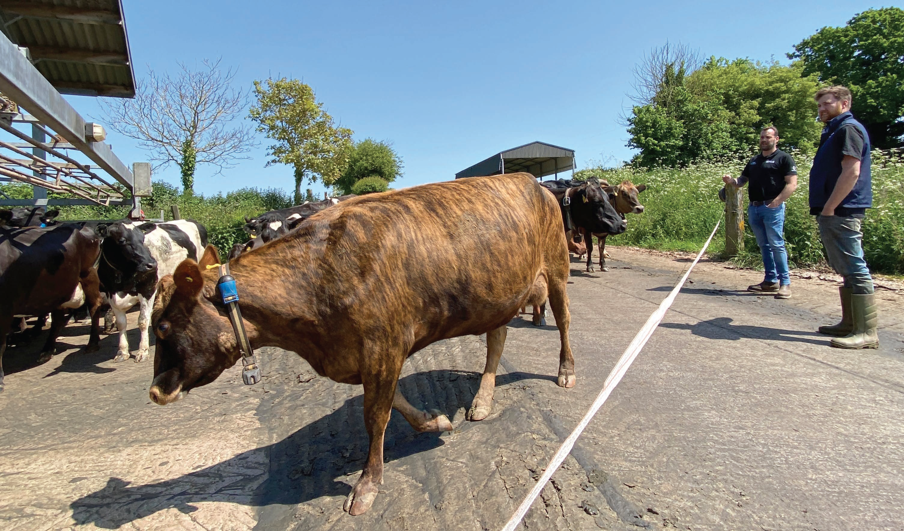 Herd monitoring tech aids switch from spring to autumn calving